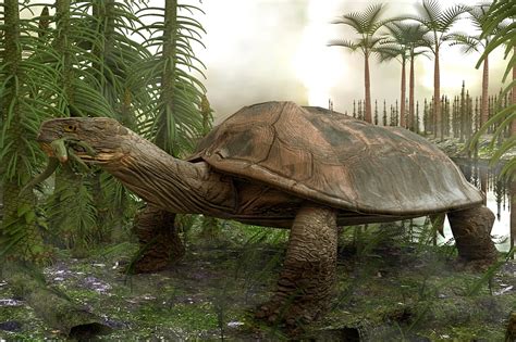 Paleontologists Discovered Oldest Turtle Predecessor Species Dating