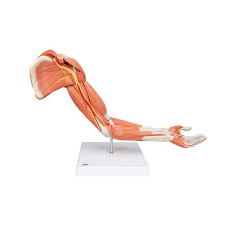 1013881 34 Life Size Dual Sex Muscle Model On A Metal Stand With 5