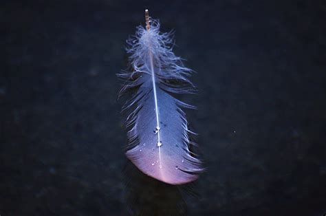 Feather By Bantamblitzen On Deviantart