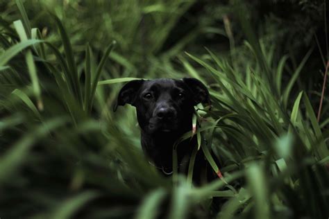 Grass Short Coated Black Dog In Grass Field In Tilt Shift Photography