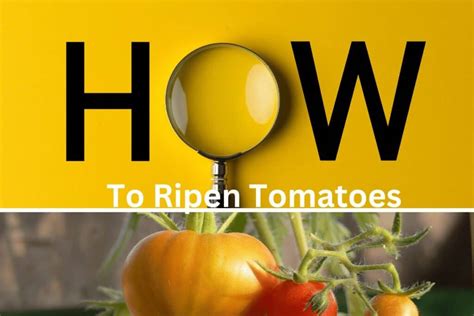 How To Ripen Tomatoes Best Tips And Tricks