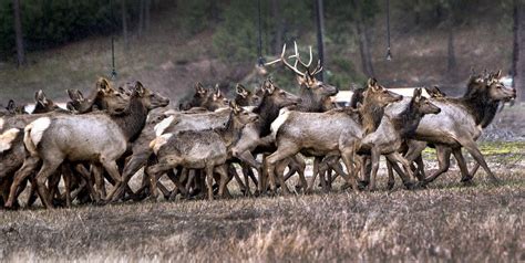 Shed Time Whitetail Bucks Starting From Scratch The Spokesman Review