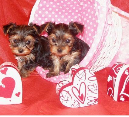 These dogs are likely to weigh between 2 to 4 pounds. Teacup Yorkie Puppies For Adoption… Text Me on (646) 657-8195 - Minneapolis | Yorkie puppy ...