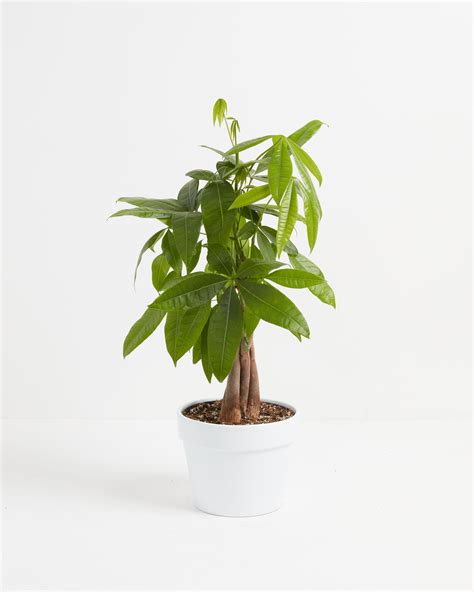 Money Tree For Sale Small Large And Extra Large Options