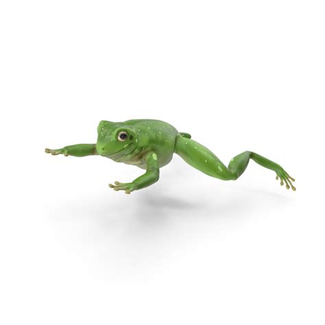 This frog is well known for its tame behavior, and its habit of living in or near buildings. Australian Green Tree Frog PNG Images & PSDs for Download ...