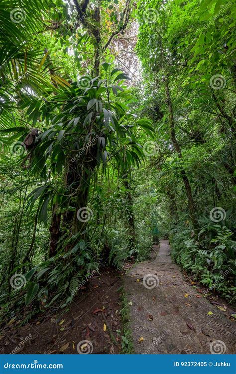 Stone Path In Rainforest Monteverde Costa Rica Stock Image Image Of