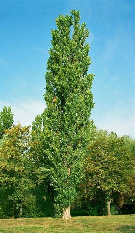 10 Lombardy Poplar Populus Nigra Italica Trees 2 3ft Quick Native