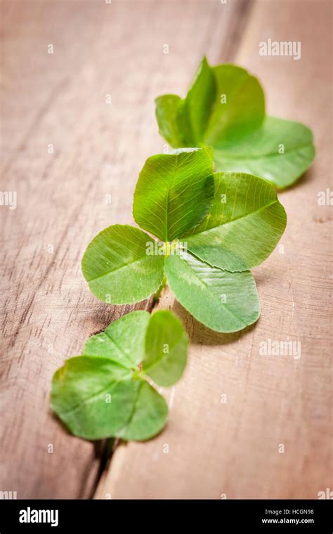 Four Leaf Grass Hi Res Stock Photography And Images Alamy