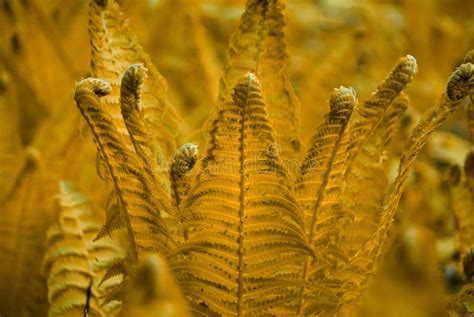 Yellow Fern Leaves Closeup Of Yellow Fern Leaves Stock Photo Image