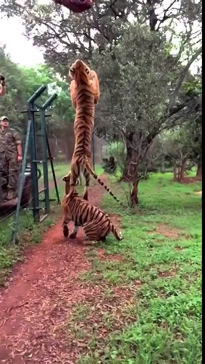 Tigre salta para coger la carne filmado en cámara lenta YouTube