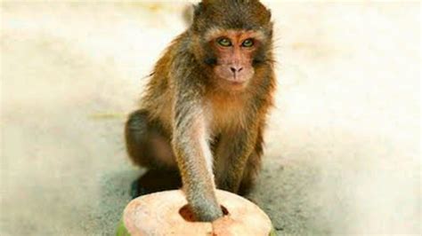 Monkey Trap In India Cool Trap Youtube