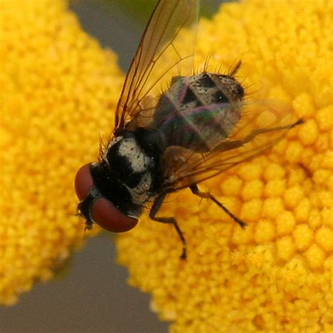 Small Black And White Fly With Big Red Eyes Strongygaster Bugguidenet