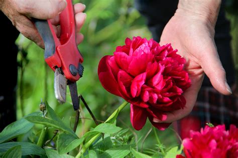 Type of flower, are the plants leaves opposite or alternate on the stem, odd crucial details (like the similarities and tiny differences. Pruning Peonies - How And When To Trim Peonies