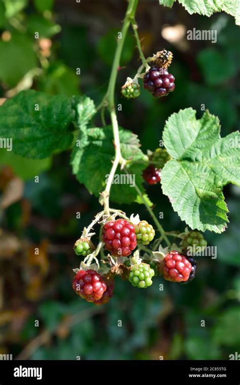 Bramble Bush Hi Res Stock Photography And Images Alamy