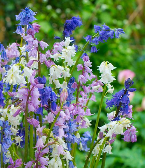 Spanish Bluebells Mixed Spanish Bluebells Bulb Flowers Flowers