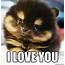 I Love You Meme Puppy  Cool & Cute Stuff Animals