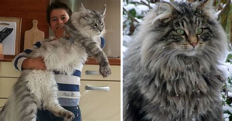 Maine Coon Cats Giant Kitties With The Softest Character Bored Panda