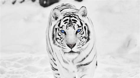 Snow Tiger Wallpapers Ntbeamng