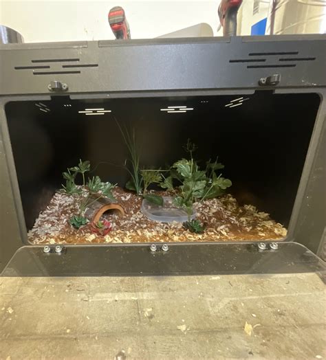 Terrarium Updates! - Ball Pythons - MorphMarket Reptile Community