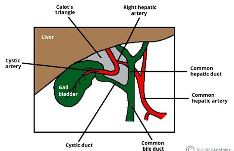 Anatomy Of The Gallbladder And Liver