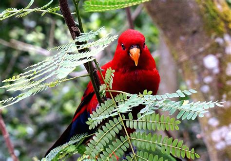 Fotos Gratis Rama Pájaro Fauna Silvestre Pico Vertebrado Pinzón
