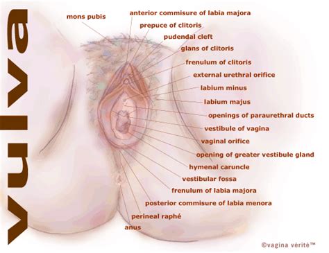 What happens during the menstrual cycle? Female reproductive anatomy Tooloutlive your life