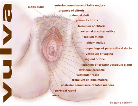 It's sexy when two ladies put their female parts in each other's mouths. Female reproductive anatomy Tooloutlive your life