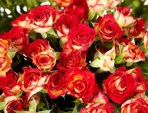 Bunch Of Red Roses On White Background Flowers And Plants — Stock