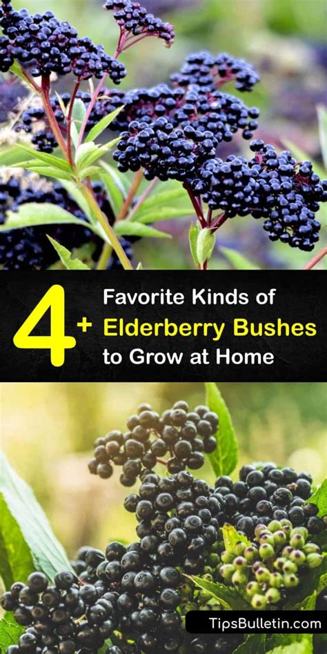 Varieties Of Elderberries Choosing Between Elderberry Bush Types