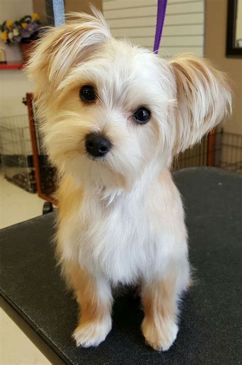 Below, we've described each of the different men's face shapes as well as provided examples and pictures of popular styles. Mylas Haircuts | Morkie haircuts, Morkie dogs, Morkie puppies