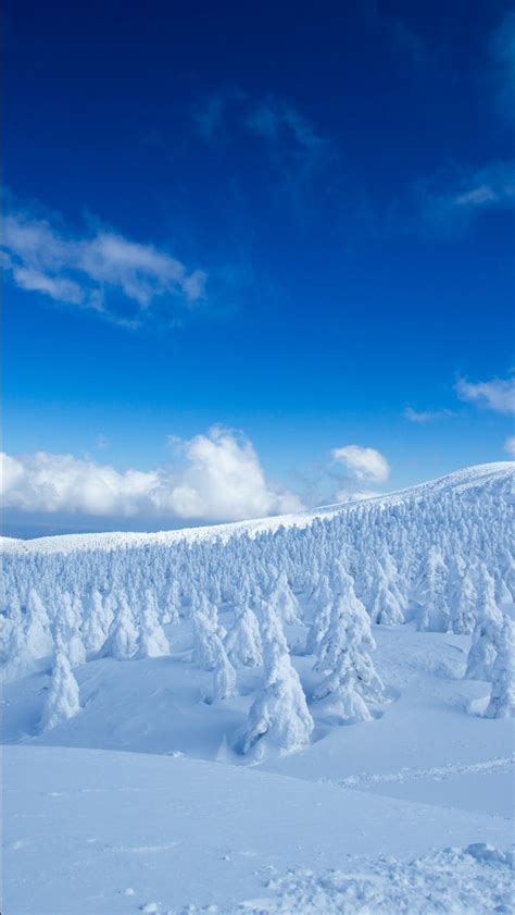 Landscape Of Snow Covered Pine Trees In Snow Field Forest Under Blue