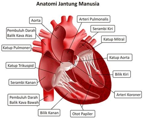 Bagian darah yang berperan dalam pembekuan darah adalah keping darah atau trombosit. 10. Bagian Darah Yang Cair Yang Tersusun Atas, Protein, Air, Dan Bahan Organik Adalah / 10 ...