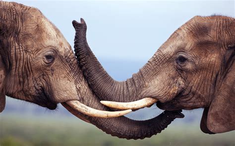 Animal African Bush Elephant Hd Wallpaper By Slavco Stojanoski