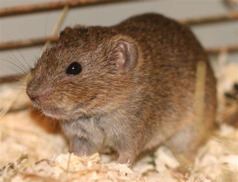 Southern Bog Lemming Mammals Of Wisconsin · Inaturalist