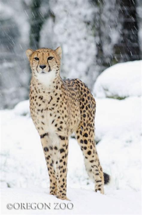 Cheetah In The Snow Snow Animals Beautiful Cats Animals Beautiful