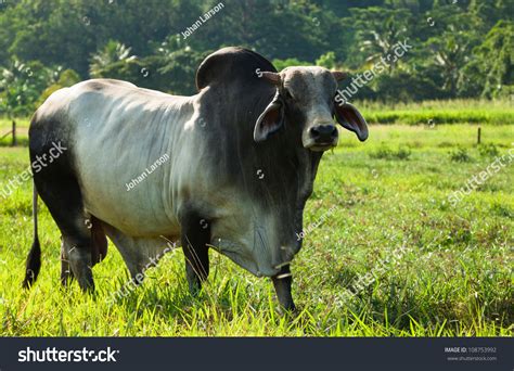 Introduced to australia in 1933. Brahman Cattle In A Green Paddock In Queensland Australia ...