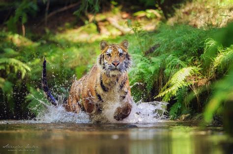 Siberian Tiger Running In The River By Duben