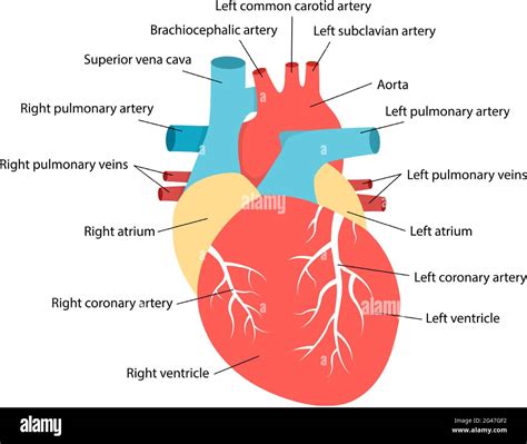 Anatomía Del Corazón Con Descripciones Diagrama Educativo Con