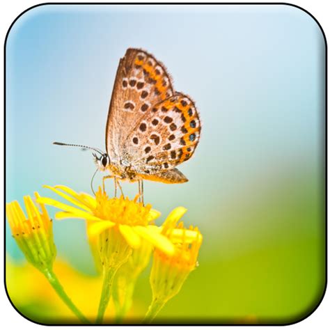Butterfly Wallpaper Appstore For Android