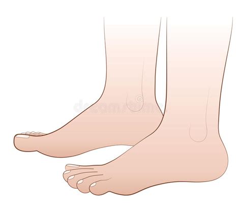 Feet Barefoot Stock Vector Illustration Of Toes Standing 56776750