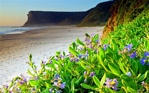 free-download-coast-beach-spring-flowers-hd-wallpaper-wallpapers13com