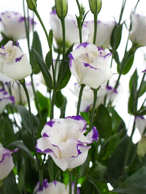 Check spelling or type a new query. Pin auf Hochzeit - Violett