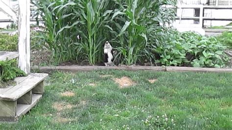 German shepherd x labrador puppies. Australian Shepherd Puppies For Sale in pa - YouTube
