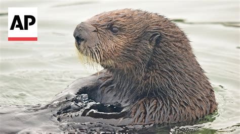 Hungry Sea Otters Are Helping Save Californias Marshlands From Erosion Youtube