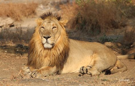Asian Lion And Interesting Information Mammals To Know