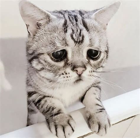 Luhu Isthe Saddest Cat In The World 12 Pics