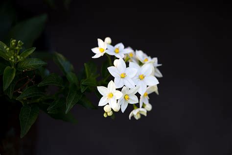 Royalty Free Photo Closeup Photo Of White Petaled Flowers Pickpik
