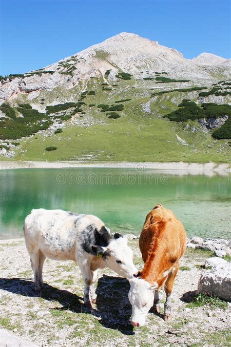 Cows Grazing In Mountain Meadows Near A Lake In Dolomiti Fanes Stock