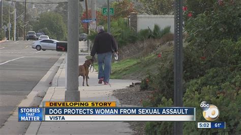 woman sexually assaulted in vista pit bull rescues her youtube