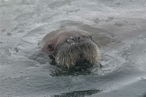 Curious Walrus Calf A Curious Pacific Walrus Calf Checks O Flickr